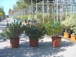 Abelia (Abelia Grandiflora) -Planten Verkoopwinkel 20120216112651 9