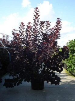 Pruikenboom Als Struik (Cotinus Coggygria 'Royal Purple') -Planten Verkoopwinkel 20120218101140 15