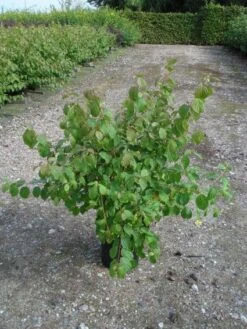 Kornoelje (Cornus Sanguinea 'Midwinter Fire') -Planten Verkoopwinkel 20120218101717 4
