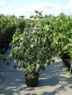 Japanse Kornoelje (Cornus Kousa) -Planten Verkoopwinkel 20120218102230 60 12