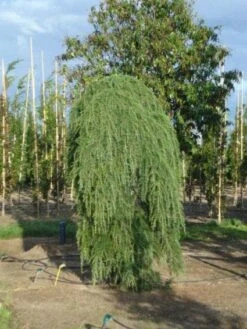 Treurceder (Cedrus Deodara 'Pendula') 14 Treurceder (Cedrus Deodara 'Pendula') -Planten Verkoopwinkel 20120218104745 13