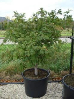 Japanse Esdoorn (Acer Japonicum 'Aconitifolium') -Planten Verkoopwinkel 20120218111902 10 1