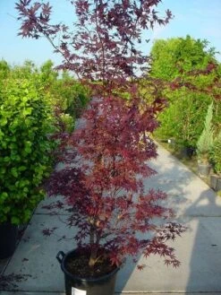 Japanse Esdoorn (Acer Palmatum 'Atropurpureum') -Planten Verkoopwinkel 20120219161852 9