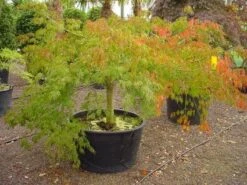 Japanse Esdoorn (Acer Palmatum 'Dissectum') -Planten Verkoopwinkel 20120219170606 11