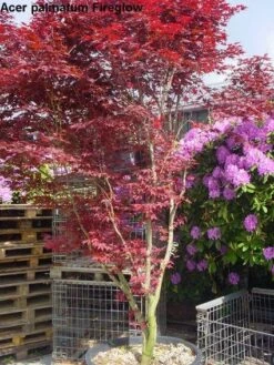 Japanse Esdoorn (Acer Palmatum 'Fireglow') -Planten Verkoopwinkel 20120220091058 11 1