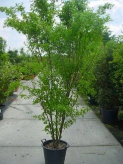 Japanse Esdoorn (Acer Palmatum) -Planten Verkoopwinkel 20120220092844 11 1