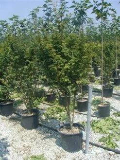 Japanse Esdoorn (Acer Palmatum) 33 Japanse Esdoorn (Acer Palmatum) -Planten Verkoopwinkel 20120220093454 11