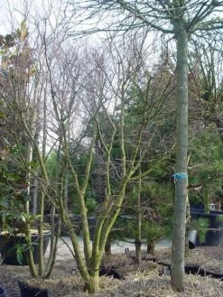 Japanse Esdoorn (Acer Palmatum) 31 Japanse Esdoorn (Acer Palmatum) -Planten Verkoopwinkel 20120220093531 11