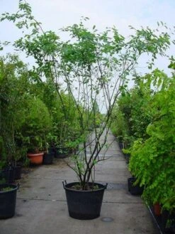 Krentenboom Als Struik (Amelanchier Lamarckii) -Planten Verkoopwinkel 20120220100746 13