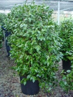 Camelia (Camellia, Rood) -Planten Verkoopwinkel 20120220112609 60 12