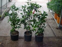 Camelia (Camellia, Rood) -Planten Verkoopwinkel 20120220112914 60 12