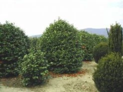 Camelia (Camellia, Rood) -Planten Verkoopwinkel 20120220113515 24 12 12