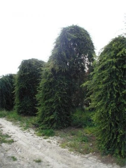 Treurceder (Cedrus Deodara 'Pendula') 4 Treurceder (Cedrus Deodara 'Pendula') - Afbeelding 2