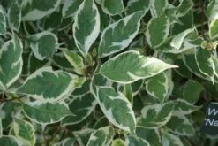 Weigela (Weigela Florida 'Variegata') -Planten Verkoopwinkel 20120221133628 15 3