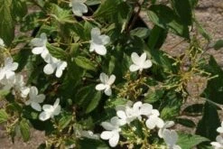 Sneeuwbal (Viburnum Plicatum 'Watanabe') -Planten Verkoopwinkel 20120221135107 8