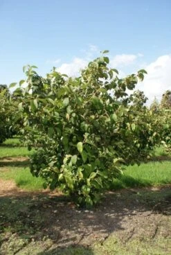 Japanse Sneeuwbal (Viburnum Plicatum 'Tomentosum') -Planten Verkoopwinkel 20120221140619 6