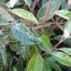 Olijfwilg Op Stam (Elaeagnus Ebbingei) -Planten Verkoopwinkel 20120225092925 3 1