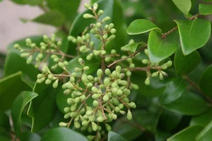 Liguster Op Stam (Ligustrum Japonicum 'Texanum') 5 Liguster Op Stam (Ligustrum Japonicum 'Texanum') - Afbeelding 3