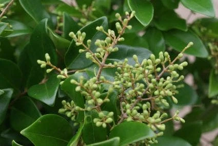 Liguster Op Stam (Ligustrum Japonicum 'Texanum') 4 Liguster Op Stam (Ligustrum Japonicum 'Texanum') - Afbeelding 2
