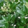 Liguster Op Stam (Ligustrum Japonicum 'Texanum') -Planten Verkoopwinkel 20120225094625 2 1