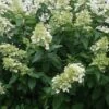 Pluimhortensia (Hydrangea Paniculata 'Unique') -Planten Verkoopwinkel 20120225112741 5 1