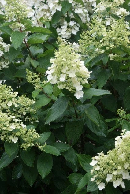 Pluimhortensia (Hydrangea Paniculata 'Unique') 5 Pluimhortensia (Hydrangea Paniculata 'Unique') - Afbeelding 3