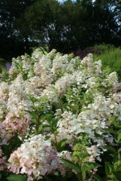 Pluimhortensia (Hydrangea Paniculata 'Unique') -Planten Verkoopwinkel 20120225112833 5 1
