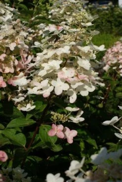 Pluimhortensia (Hydrangea Paniculata 'Unique') 14 Pluimhortensia (Hydrangea Paniculata 'Unique') -Planten Verkoopwinkel 20120225112900 5