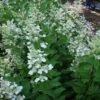 Pluimhortensia (Hydrangea Paniculata 'Tardiva') -Planten Verkoopwinkel 20120225120022 2