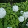 Hortensia (Hydrangea Arborescens 'Grandiflora') -Planten Verkoopwinkel 20120225121356 1 1