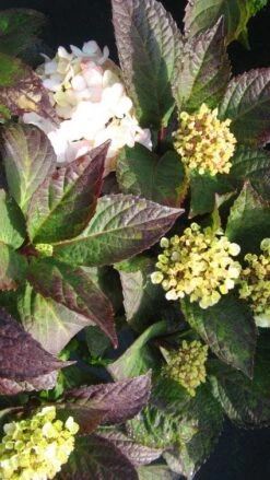 Hortensia (Hydrangea 'Preziosa') -Planten Verkoopwinkel 20120225171730 2 1