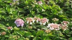 Hortensia (Hydrangea Macrophylla 'Mariesii Perfecta') -Planten Verkoopwinkel 20120225172403 2 1