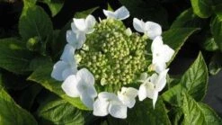 Hortensia (Hydrangea Macrophylla 'Lanarth White') -Planten Verkoopwinkel 20120225172724 4 1