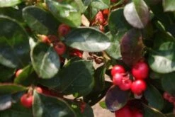 Bergthee / Patrijzenbes (Gaultheria Procumbens) -Planten Verkoopwinkel 20120226104835 2