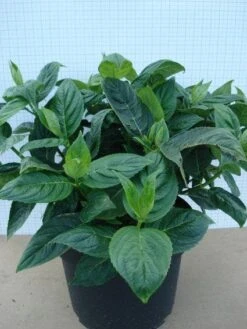 Hortensia (Hydrangea Macrophylla 'Lanarth White') -Planten Verkoopwinkel 20120305134546 4 1