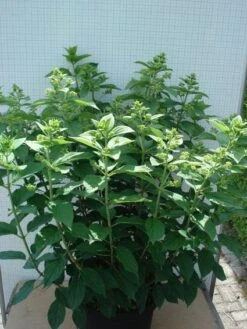 Pluimhortensia (Hydrangea Paniculata 'Unique') 13 Pluimhortensia (Hydrangea Paniculata 'Unique') -Planten Verkoopwinkel 20120305135303 5