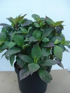 Hortensia (Hydrangea 'Preziosa') -Planten Verkoopwinkel 20120305135330 2