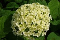 Hortensia (Hydrangea 'Strong Annabelle') -Planten Verkoopwinkel 20120716105647 1