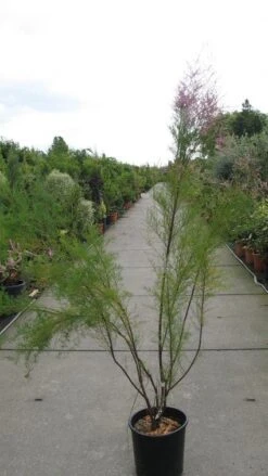Tamarisk (Tamarix Ramosissima) -Planten Verkoopwinkel 20120821153712 3