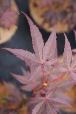 Japanse Esdoorn (Acer Palmatum 'Bloodgood') -Planten Verkoopwinkel 20121003154430 12