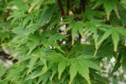 Japanse Esdoorn (Acer Palmatum 'Sangokaku') -Planten Verkoopwinkel 20121003155550 9