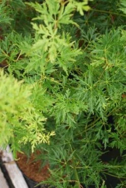 Japanse Esdoorn (Acer Palmatum 'Seiryu') -Planten Verkoopwinkel 20121003155652 6