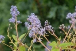Amerikaanse Sering (Ceanothus 'Gloire De Versailles') -Planten Verkoopwinkel 20121003161538 4