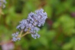 Amerikaanse Sering (Ceanothus 'Gloire De Versailles') -Planten Verkoopwinkel 20121003161556 4
