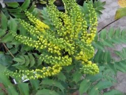 Mahoniestruik (Mahonia Media 'Charity')