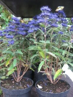 Caryopteris (Caryopteris Clandonensis 'Grand Blue') -Planten Verkoopwinkel 20121121145950 2