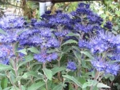 Caryopteris (Caryopteris Clandonensis 'Grand Blue') -Planten Verkoopwinkel 20121121150013 2