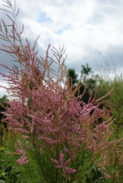 Tamarisk (Tamarix Ramosissima) -Planten Verkoopwinkel 20130121132249 3