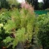 Tamarisk (Tamarix Ramosissima) -Planten Verkoopwinkel 20130121132353 3
