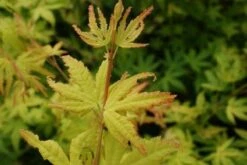 Japanse Esdoorn (Acer Palmatum 'Orange Dream') -Planten Verkoopwinkel 20130121134107 4